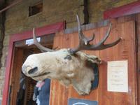 norwegisches Haustier