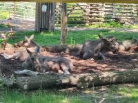 051-Stockholm Skansen-Museum