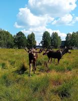 Elche im Park Laganland