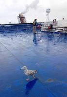 Eine lustige Möve auf der Fähre