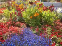 Blumenpracht in Oslo