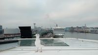 Ankunft in Helsinki mit tierischem Empfang