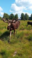 Elch im Elchpark