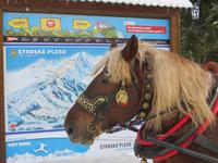 Schlittenfahrt in STrbske Pleso