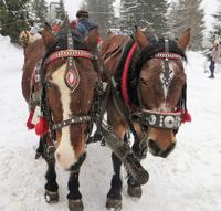Schlittenfahrt in STrbske Pleso