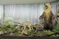 Im Tatra-Museum von Tratranska Lomnica