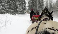 Winterwald in Strbske Pleso
