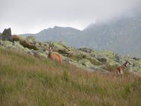 Gemsen in der Niederen Tatra