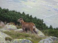 Gemsen in der Niederen Tatra