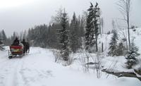 Winterwald in Strbske Pleso