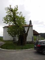 Die Linde, unter der Raubritter Erasmus begraben sein soll