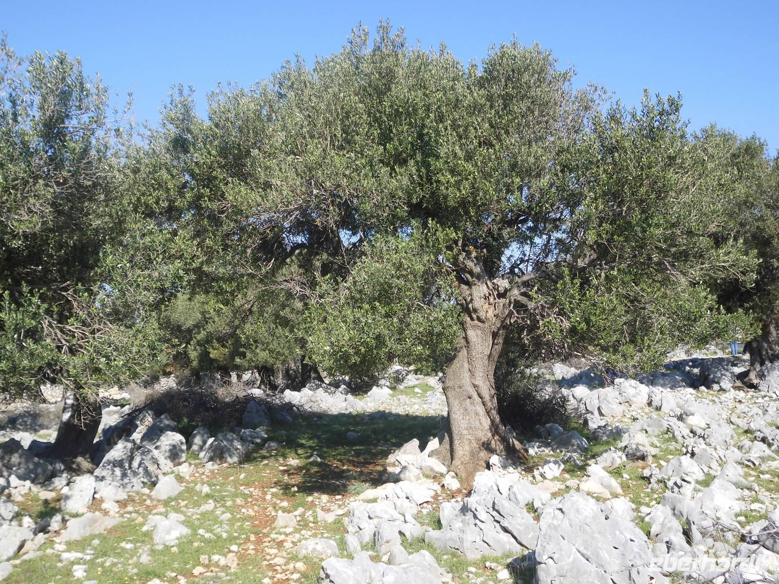 Im Olivengarten von Lun, Pag