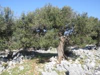 Im Olivengarten von Lun, Pag