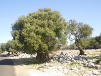 Im Olivengarten von Lun, Pag