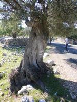 Im Olivengarten von Lun, Pag