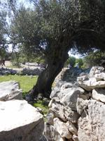 Im Olivengarten von Lun, Pag