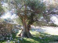 Im Olivengarten von Lun, Pag