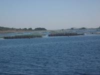 Fischzucht bei Murter