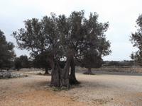 Olivengarten von Lun, Pag