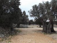 Olivengarten von Lun, Pag