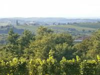 Weinstraße Jeruzalem