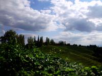 Weinberge in Jerusalem 