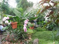 Orchideenhaus