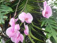 Orchideenhaus