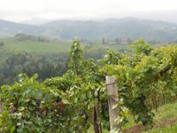 Steirische Weinstraße