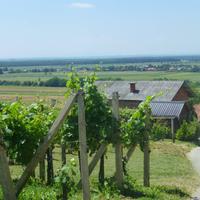 weingut Urisk