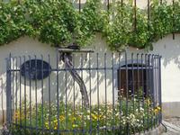 Maribor Älteste Weinrebe der Welt