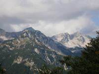 Berg Vogel