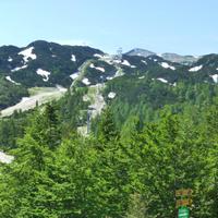 Berg Vogel