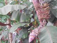 Orchideenhaus