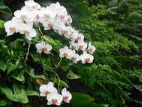 Orchideenhaus