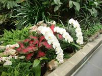 Prächtige Blumen