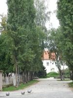 Varazin