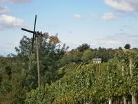 Weinberge