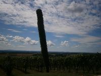 Weinberge
