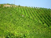 Weinlese