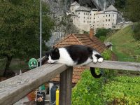 .... lebendige.....