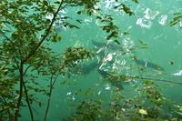 203 Bleder See, Welse