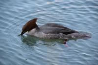 208 Bleder See, Ralle