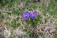158 Velika Planina
