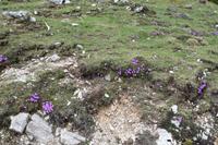 165 Velika Planina