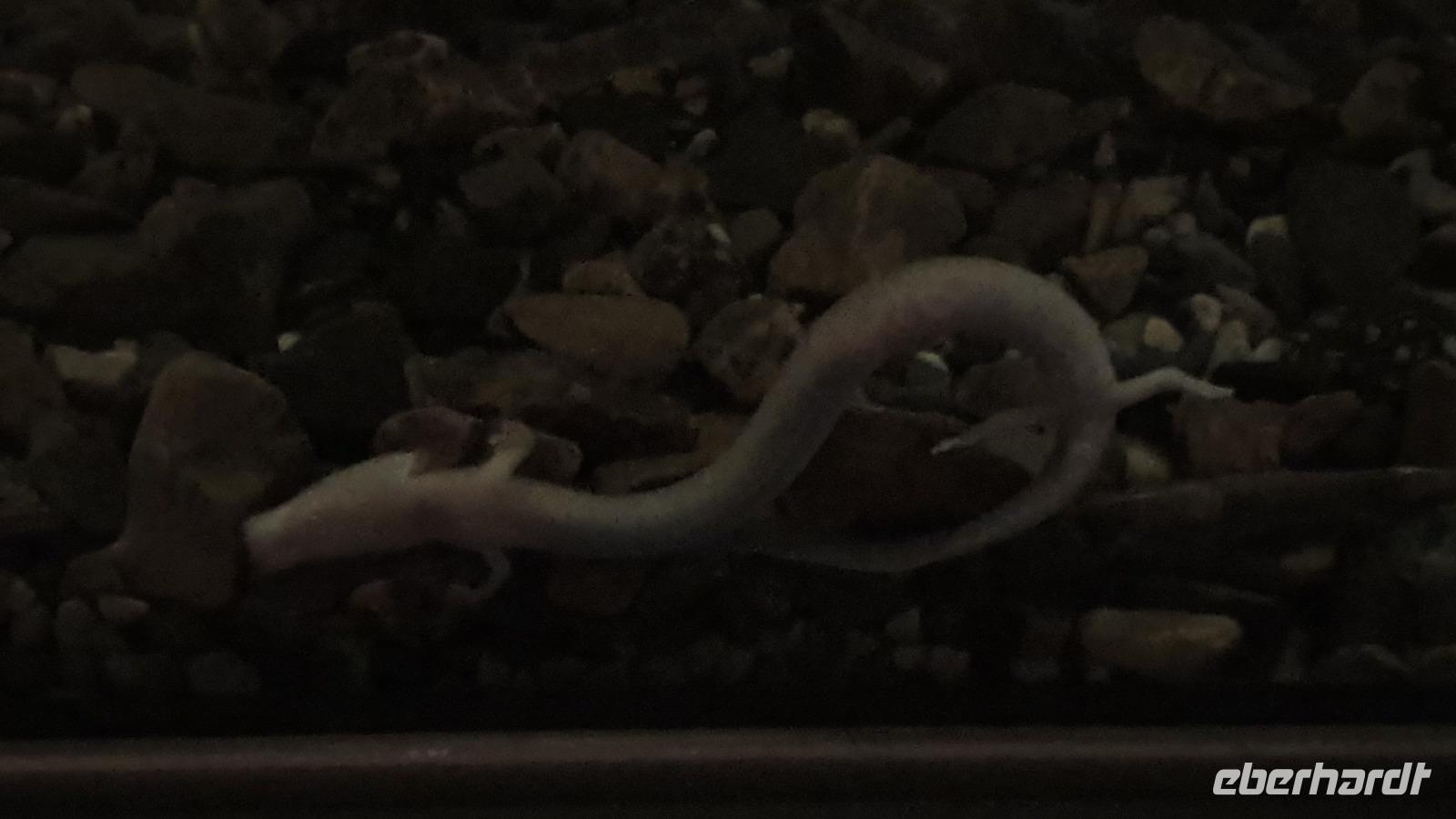 Postojna - Höhle Postojna - Proteus = Grottenolm