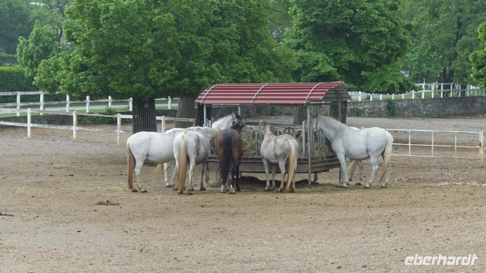 Lipiza -  die Lipizzaner