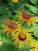 Die üppige slowenische Natur