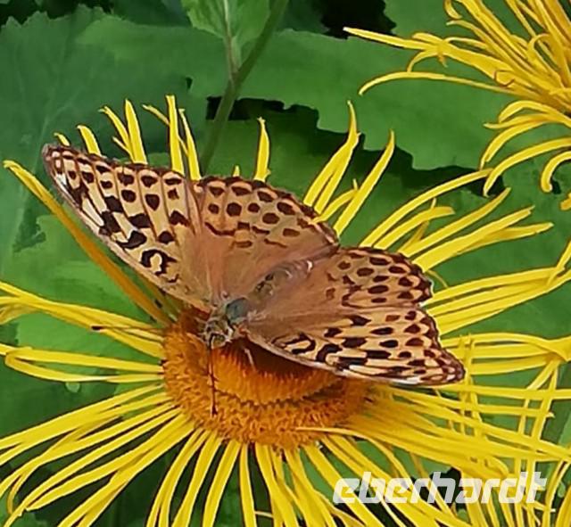 Und nochmal ganz nah, ein Schmetterling