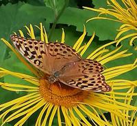 Und nochmal ganz nah, ein Schmetterling